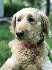 Pet cute regal