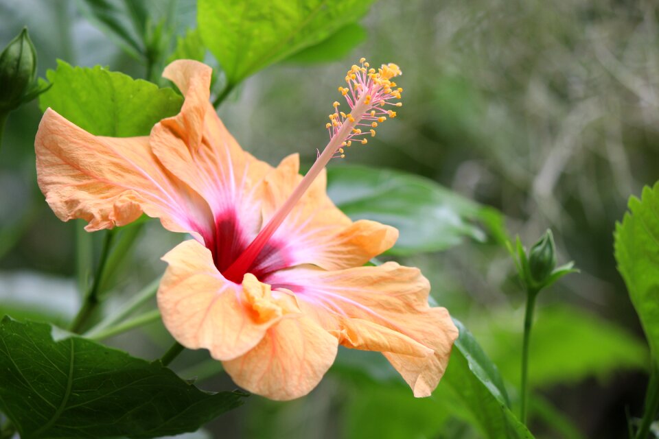 Tropical blossom bloom