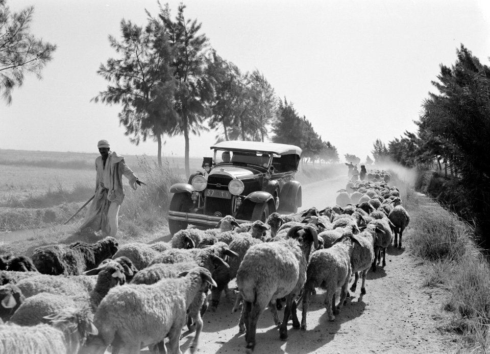 Auto in een kudde schapen op een landweg, Bestanddeelnr 191-0080