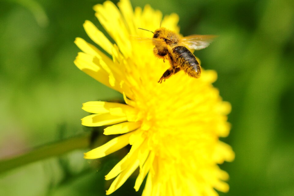 Flowers pollen forage