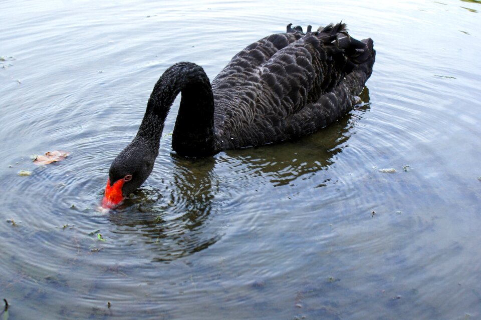 Botanical garden bird photo