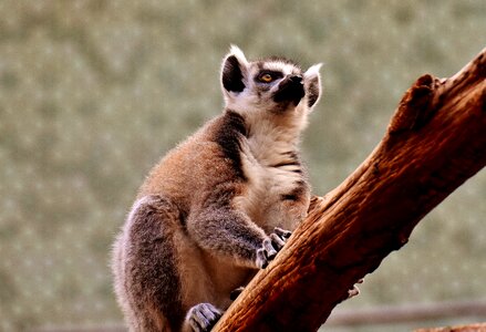 Zoo äffchen sweet