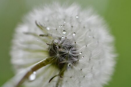 Raindrop drop of water plant