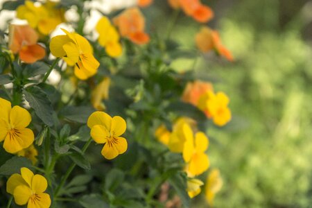 Yellow flower blossom bloom