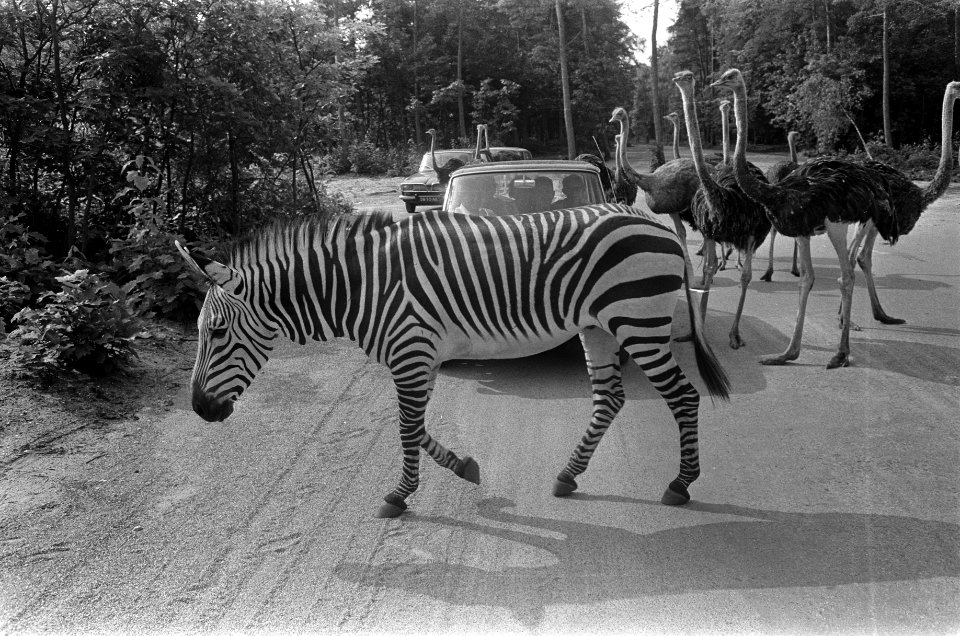 Auto's tussen struisvogels en zebra's, Bestanddeelnr 922-6435