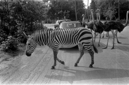 Auto's tussen struisvogels en zebra's, Bestanddeelnr 922-6435