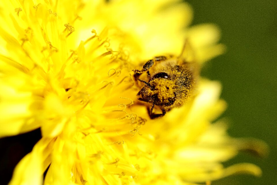 Garden insect macro