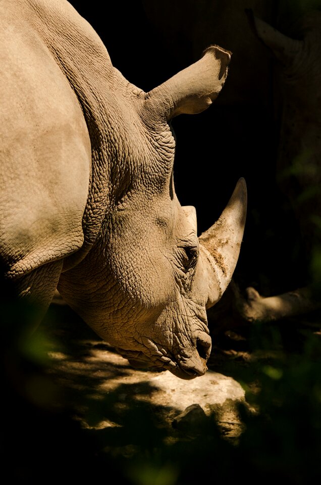 Pachyderm horn mammal