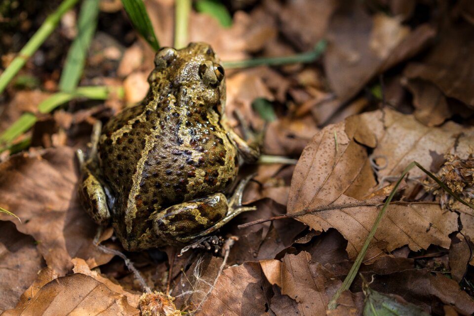 Autumn aquatic animal frog