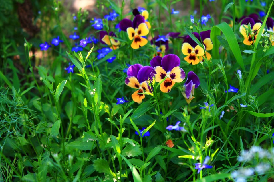 Garden bright beautiful