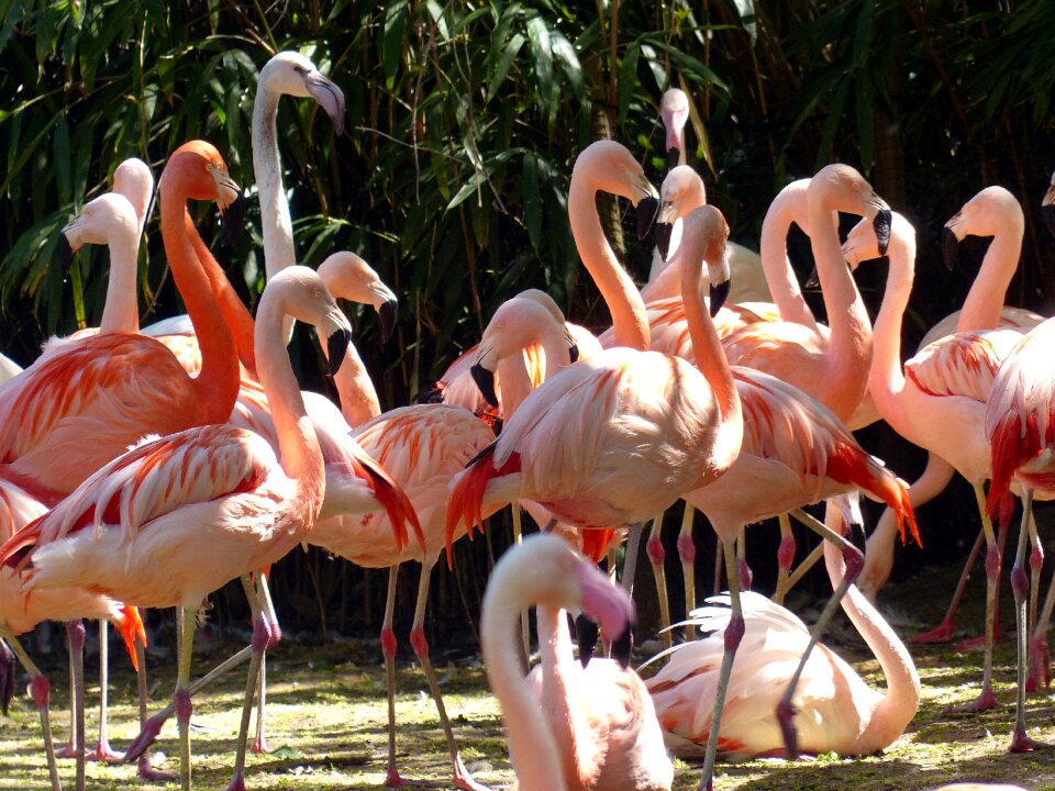 Bird pink flamingo plumage