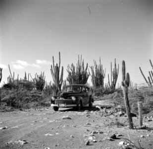 Auto op een weg op Bonaire, Bestanddeelnr 252-8366