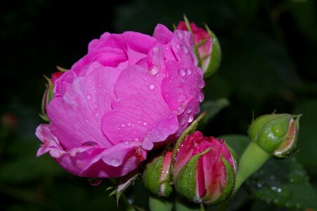 Rose garden blossom bloom