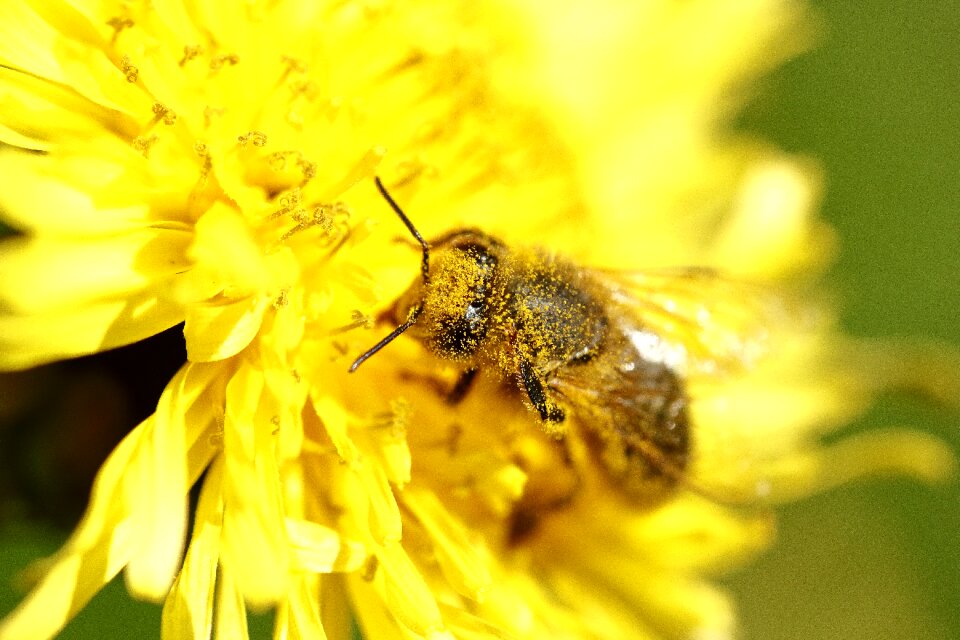 Forage insects spring