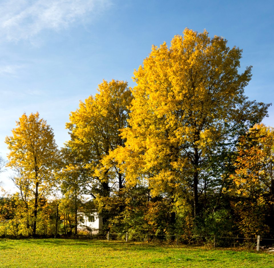 Autumn aspens in Öhed