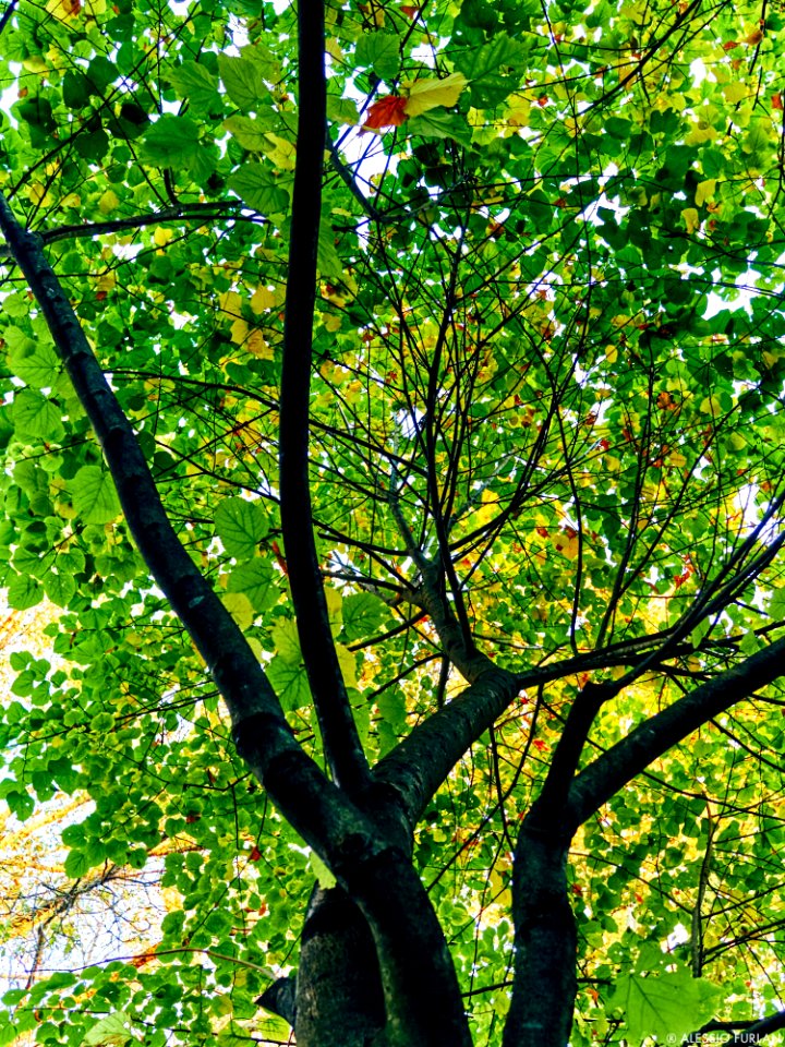 Autumn 2015 (127915493)