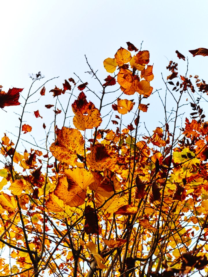 Autumn 2015 (127915501)