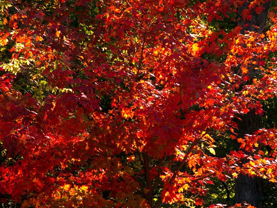 Autumn Leaves, 2015-10-10, 02