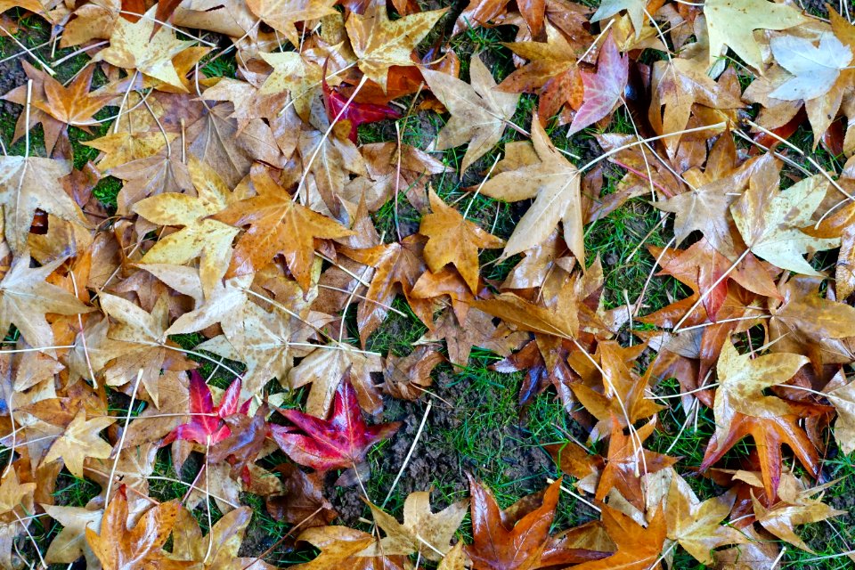 Autumn leaves - Quinta das Lágrimas - Coimbra, Portugal - DSC09553