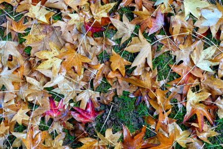 Autumn leaves - Quinta das Lágrimas - Coimbra, Portugal - DSC09553