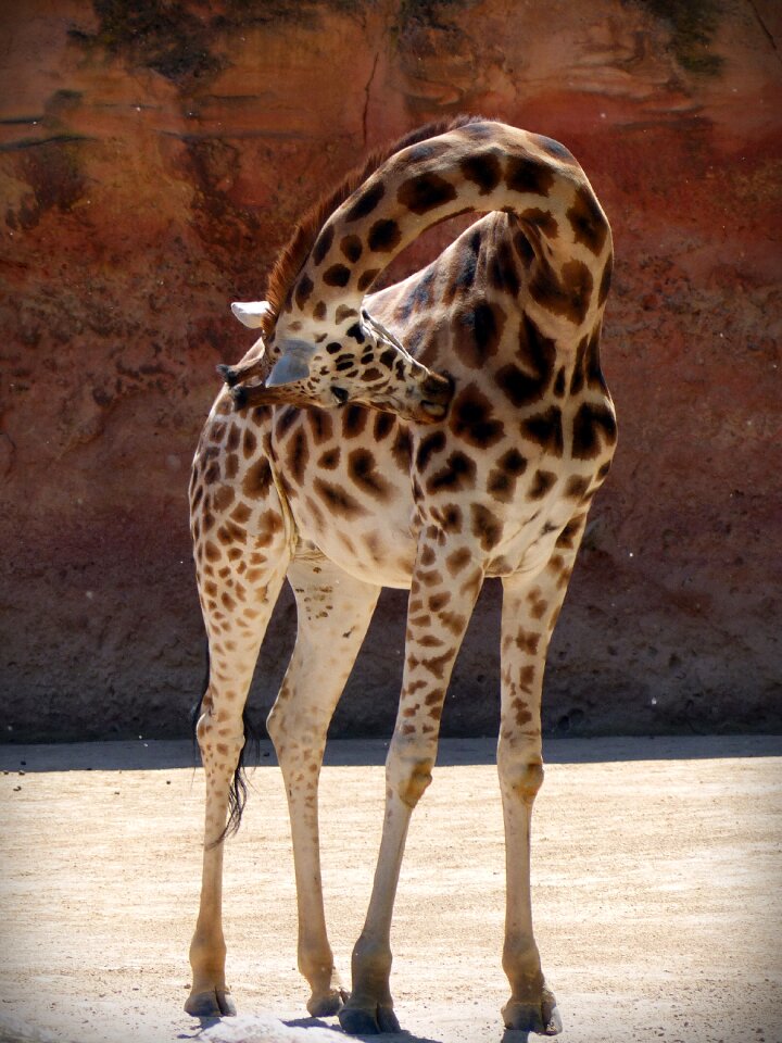 Mammal spotted clean
