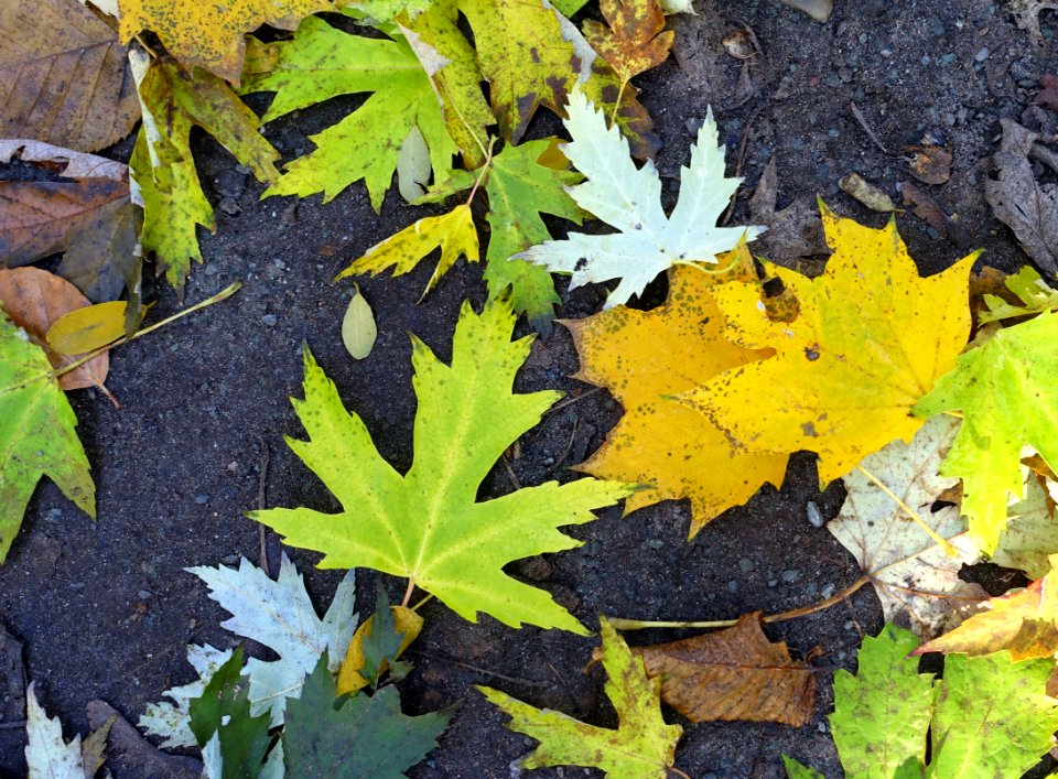 Autumn leaves - Großer Tiergarten, Berlin, Germany - DSC09558