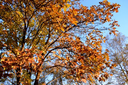 Autumn colors at old terminal B of Vladivostok International Airport. 11