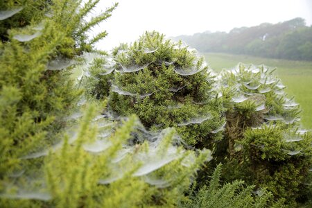 Gauze bush green field