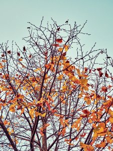 Autumn 2015 (127915773)