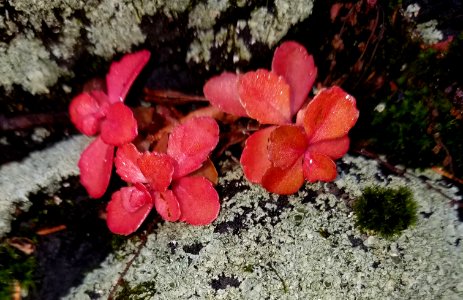 Autumn foliage and lichens - Arlington, MA - 20201127 093946 photo