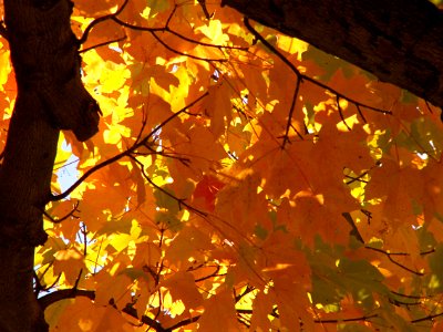 Autumn Leaves, 2015-10-10, 04