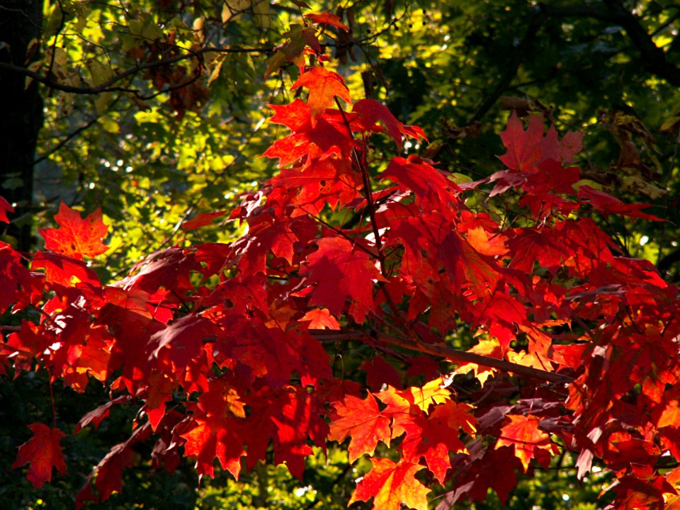 Autumn Leaves, 2015-10-10, 01