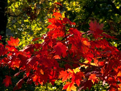 Autumn Leaves, 2015-10-10, 01