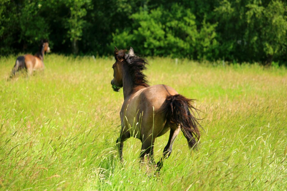 Meadow brown thoroughbred arabian