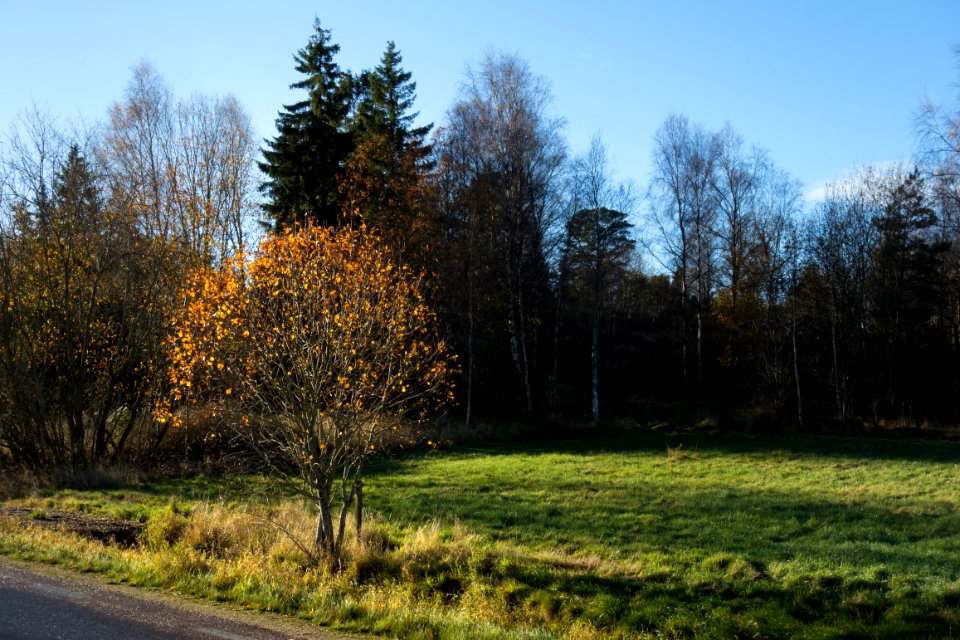 Autumn beech in Gåseberg