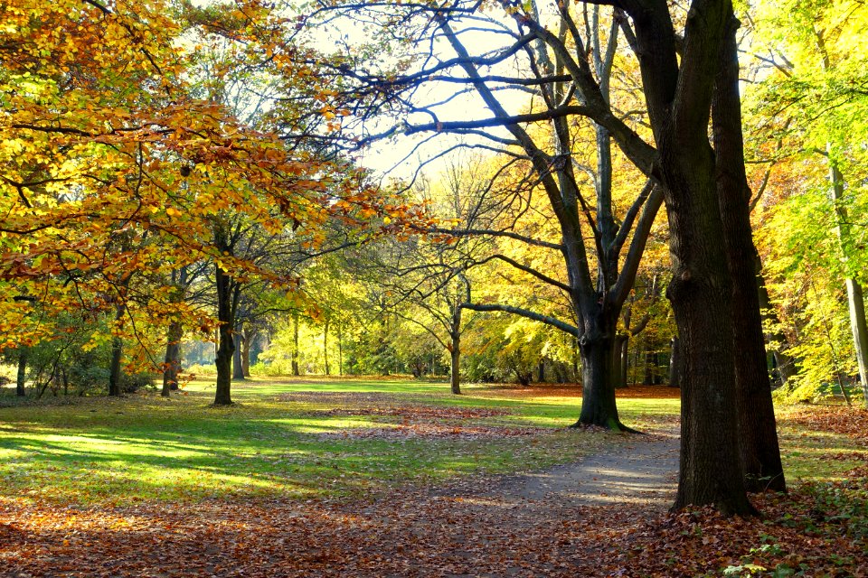 Autumn - Großer Tiergarten, Berlin, Germany - DSC09467