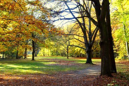 Autumn - Großer Tiergarten, Berlin, Germany - DSC09467