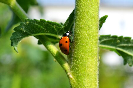 Macro points coccinellidae
