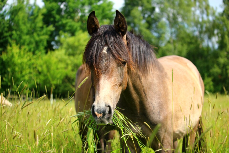 Pasture coupling paddock