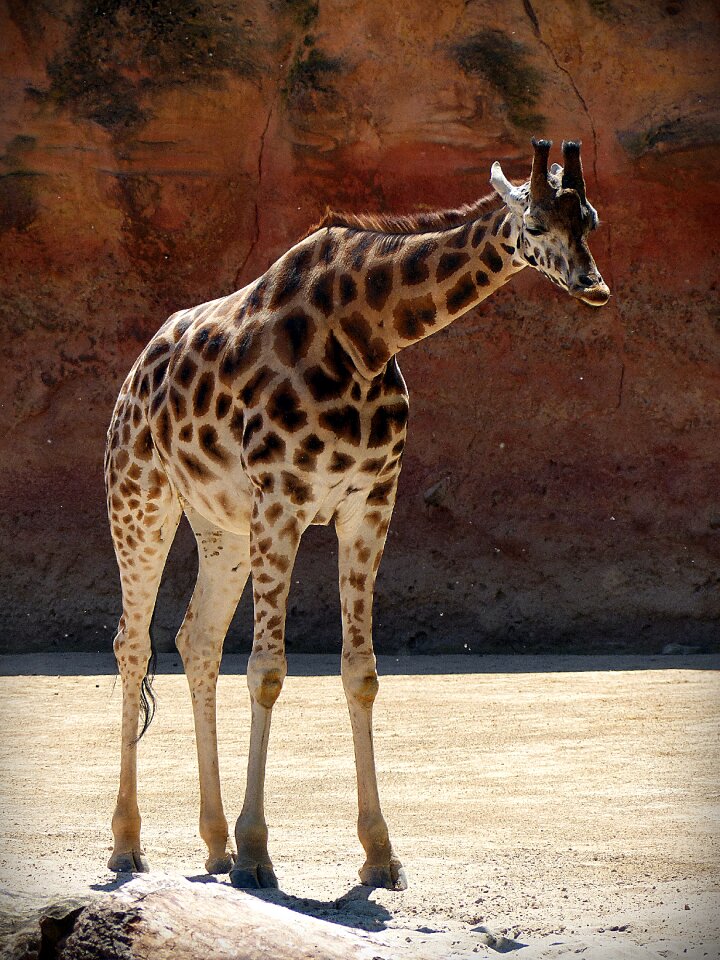Africa mammal spotted