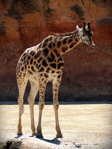 Africa mammal spotted
