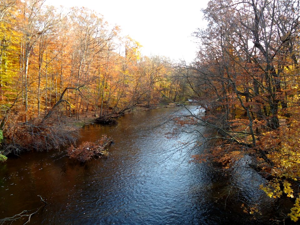 Autumn Passaic River Chatham NJ