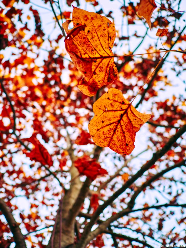 Autumn 2015 (127915755)