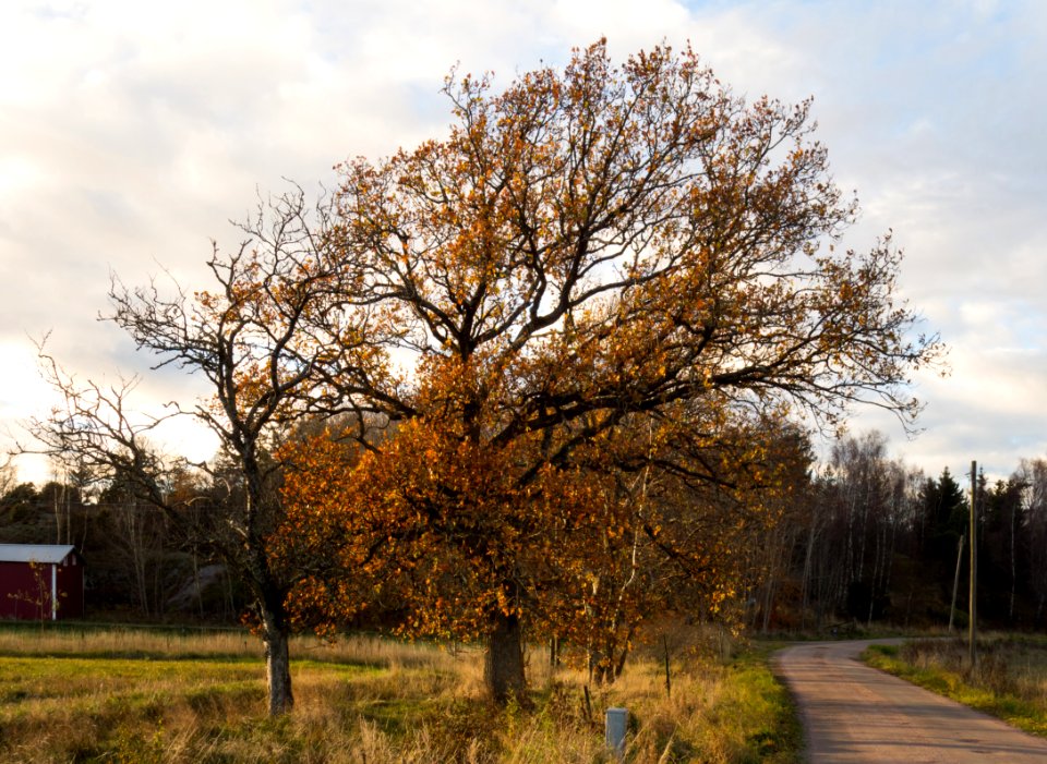 Autumn oak in Gåseberg