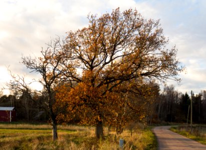 Autumn oak in Gåseberg photo