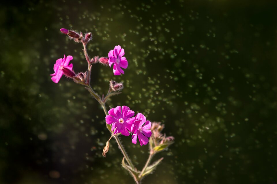 Bloom pink pink flower