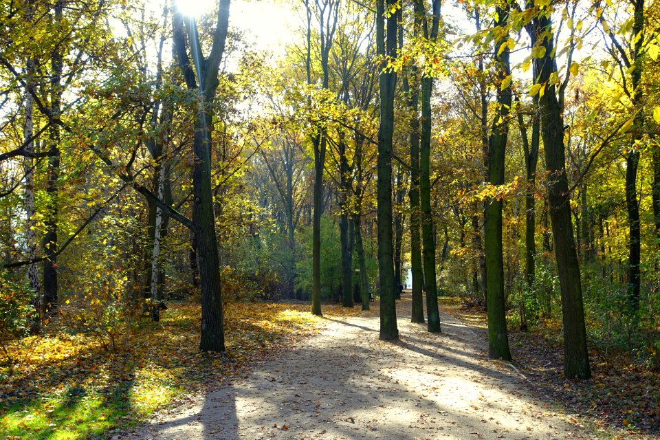 Autumn - Großer Tiergarten, Berlin, Germany - DSC09462
