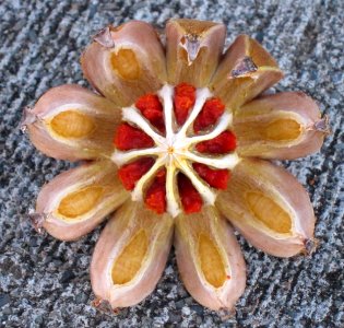 Autograph tree (Clusia rosea) - open fruit with red seeds photo