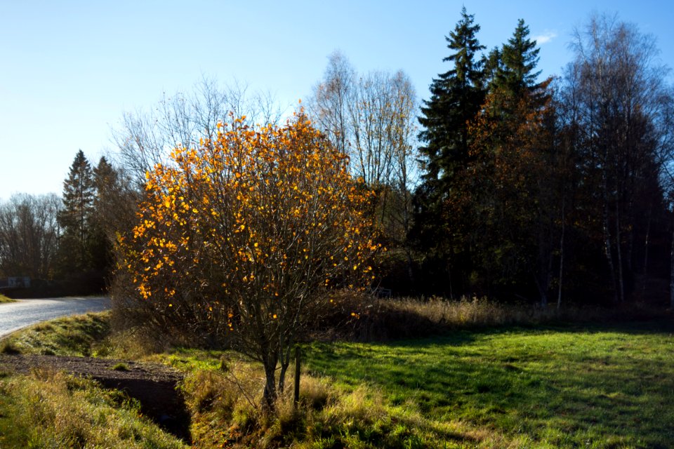 Autumn beech by a road