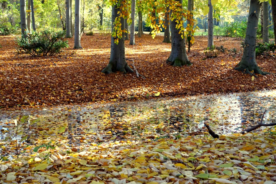 Autumn - Großer Tiergarten, Berlin, Germany - DSC09471